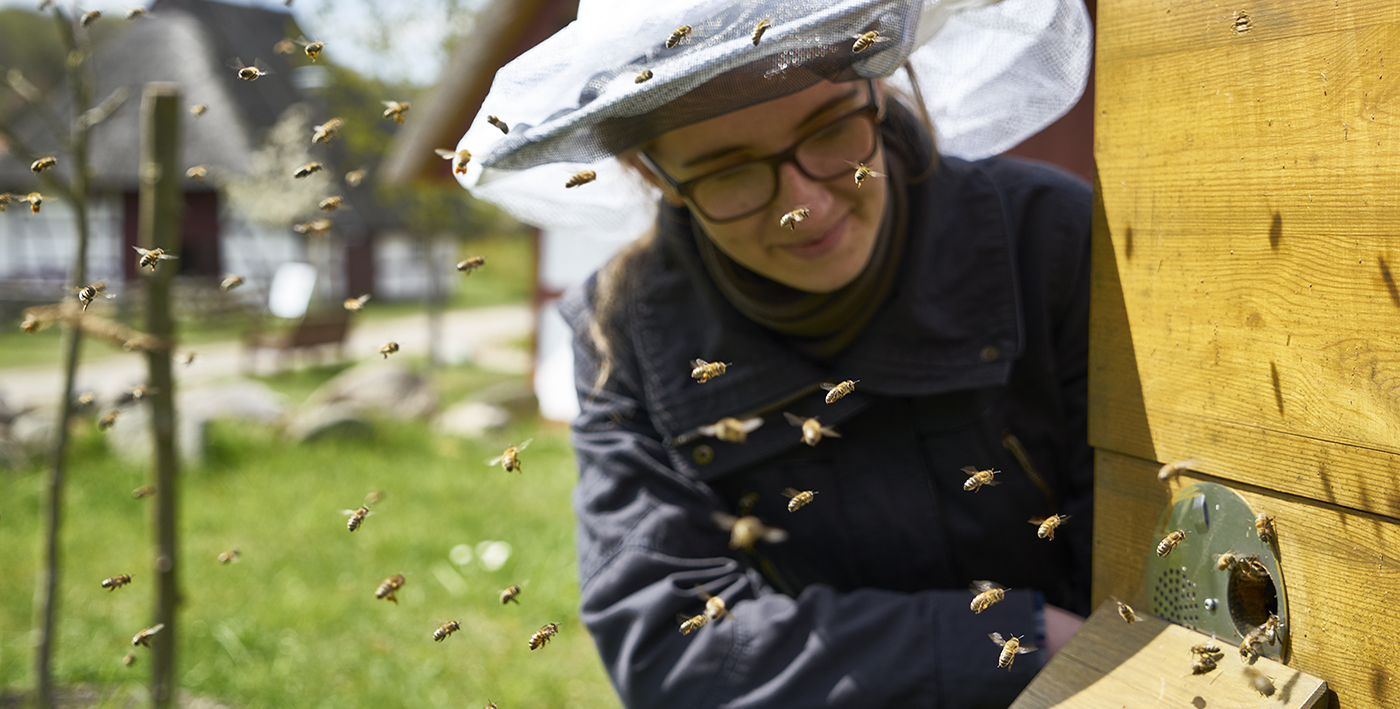 Imagefoto zum Erlebnisreich Bienenstra&szlig;e